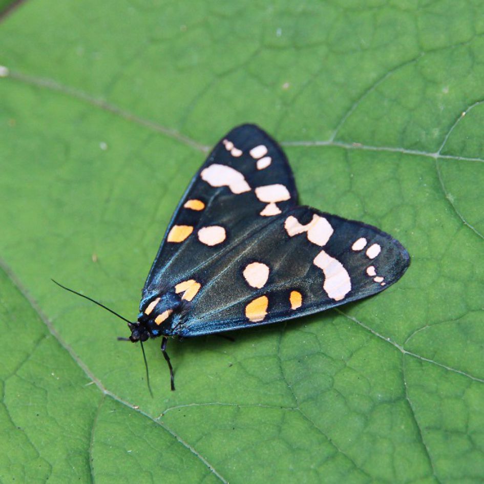 Welke vlinder is dit?