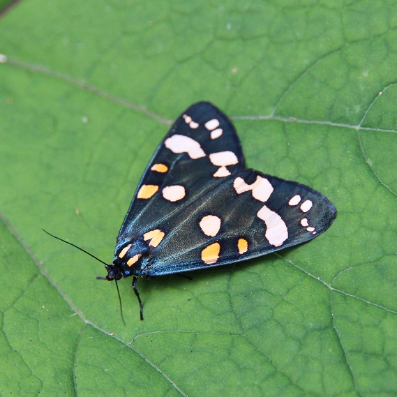 Welke vlinder is dit?