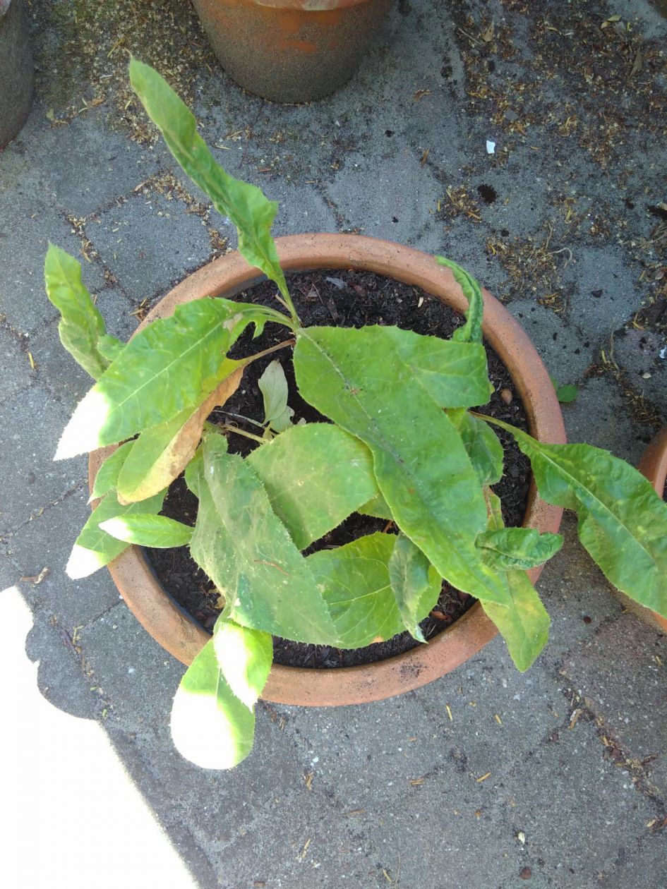 Welke plant zou dit kunnen zijn?