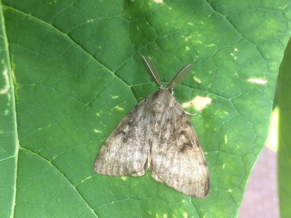 welk insect is dit ?