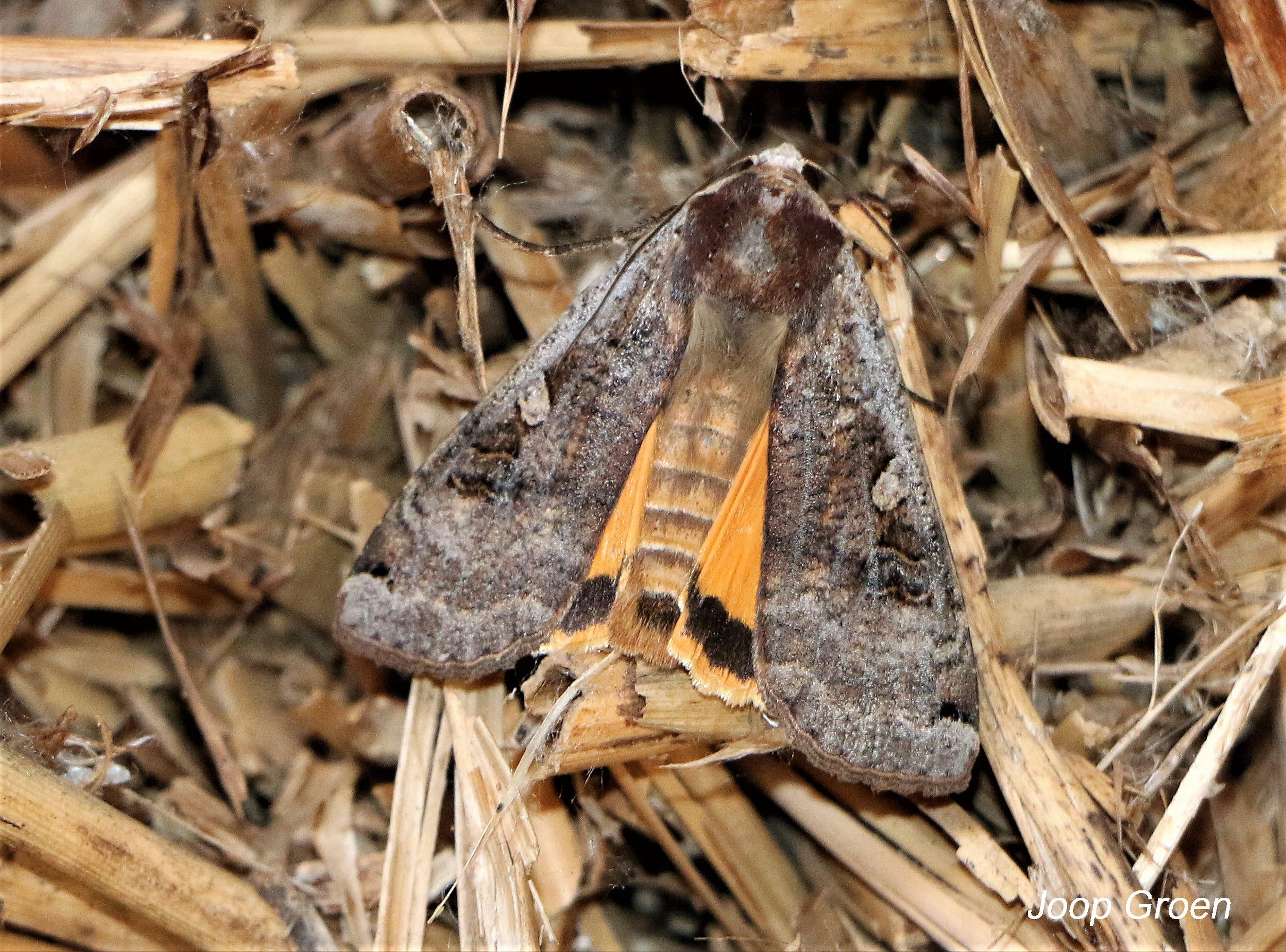 ........  weeskind ?