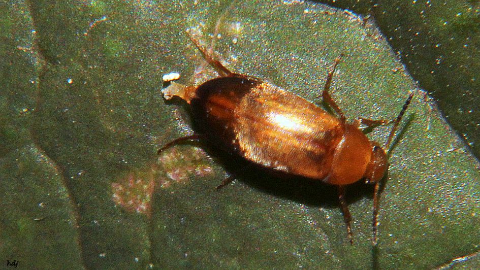 Mogelijk Cryptolaemus montrouzieri...???