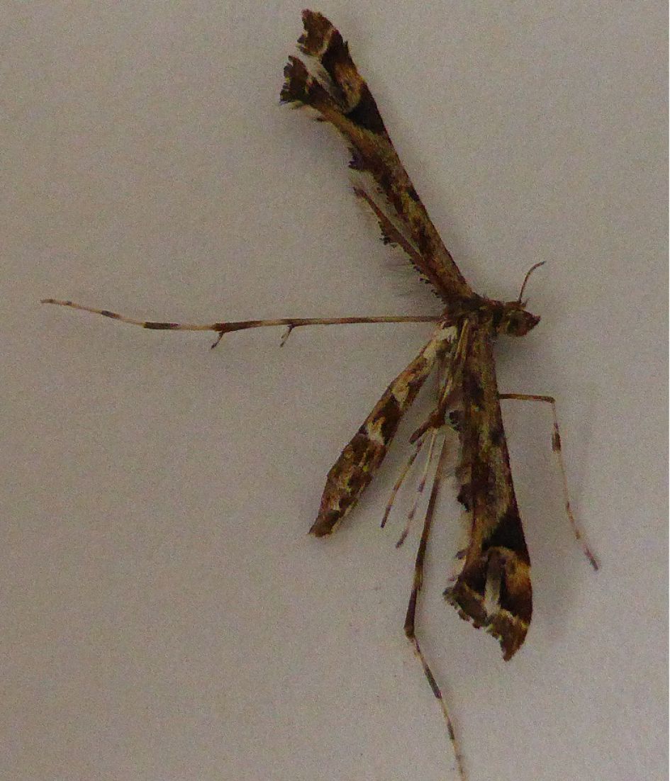 Wat was dit voor een mug?