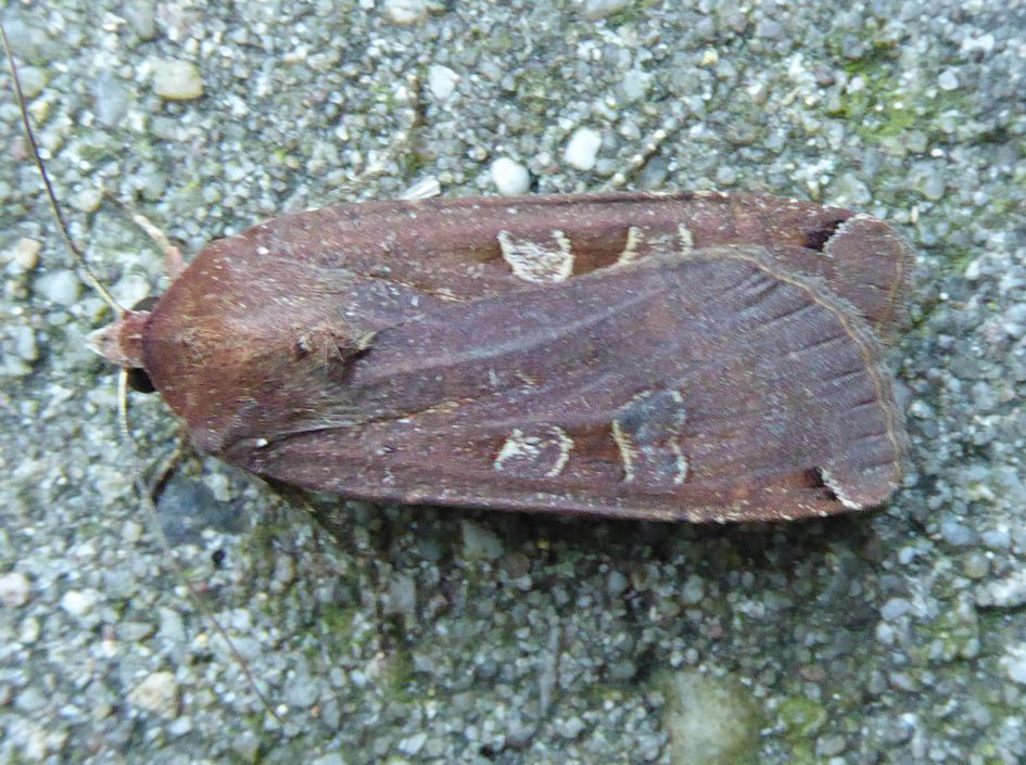 nachtvlinder onbekend