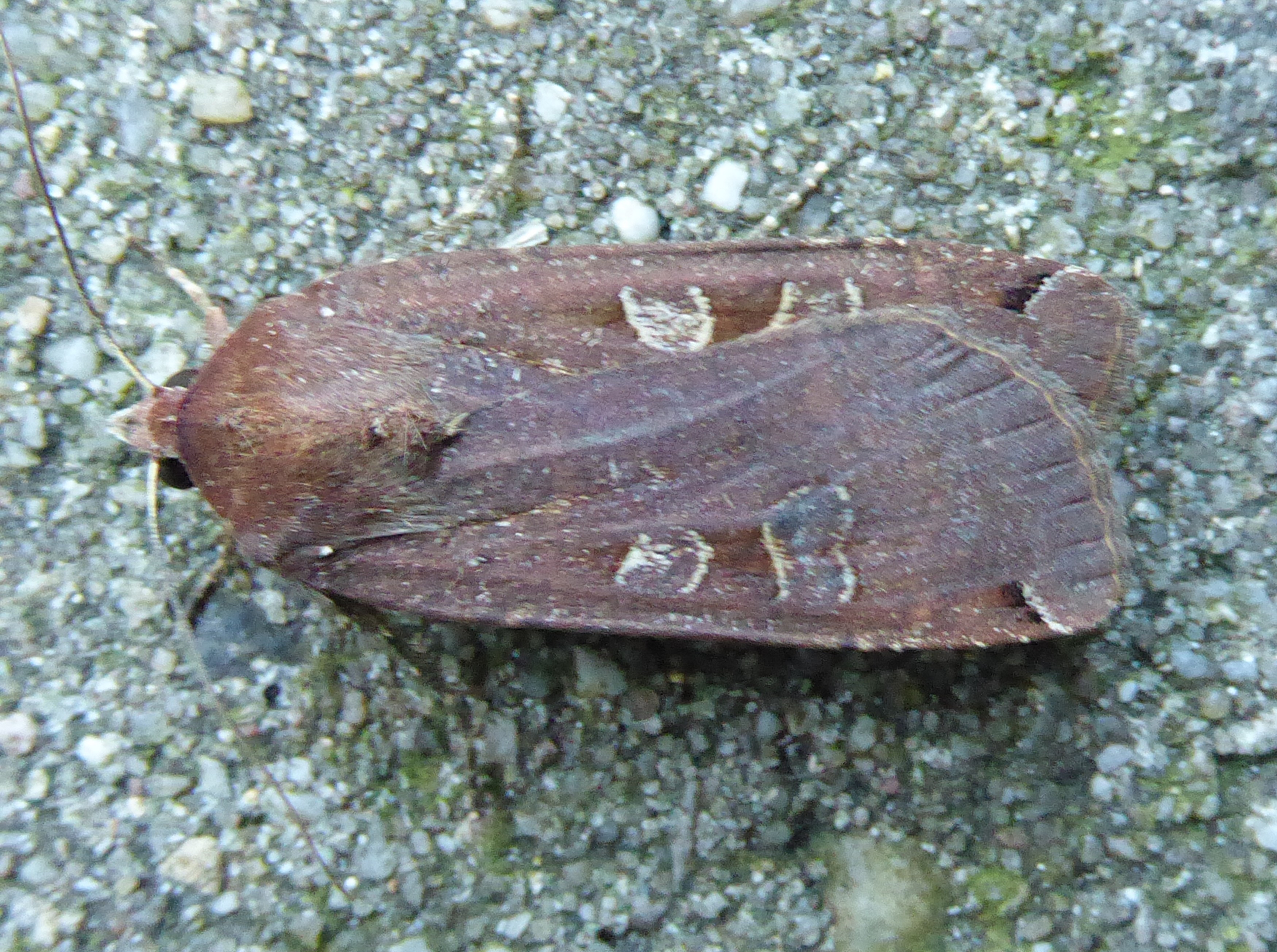 nachtvlinder onbekend