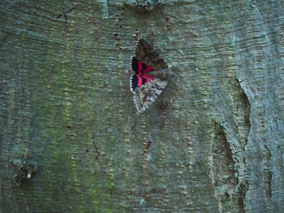 Welke vlinder is dit?