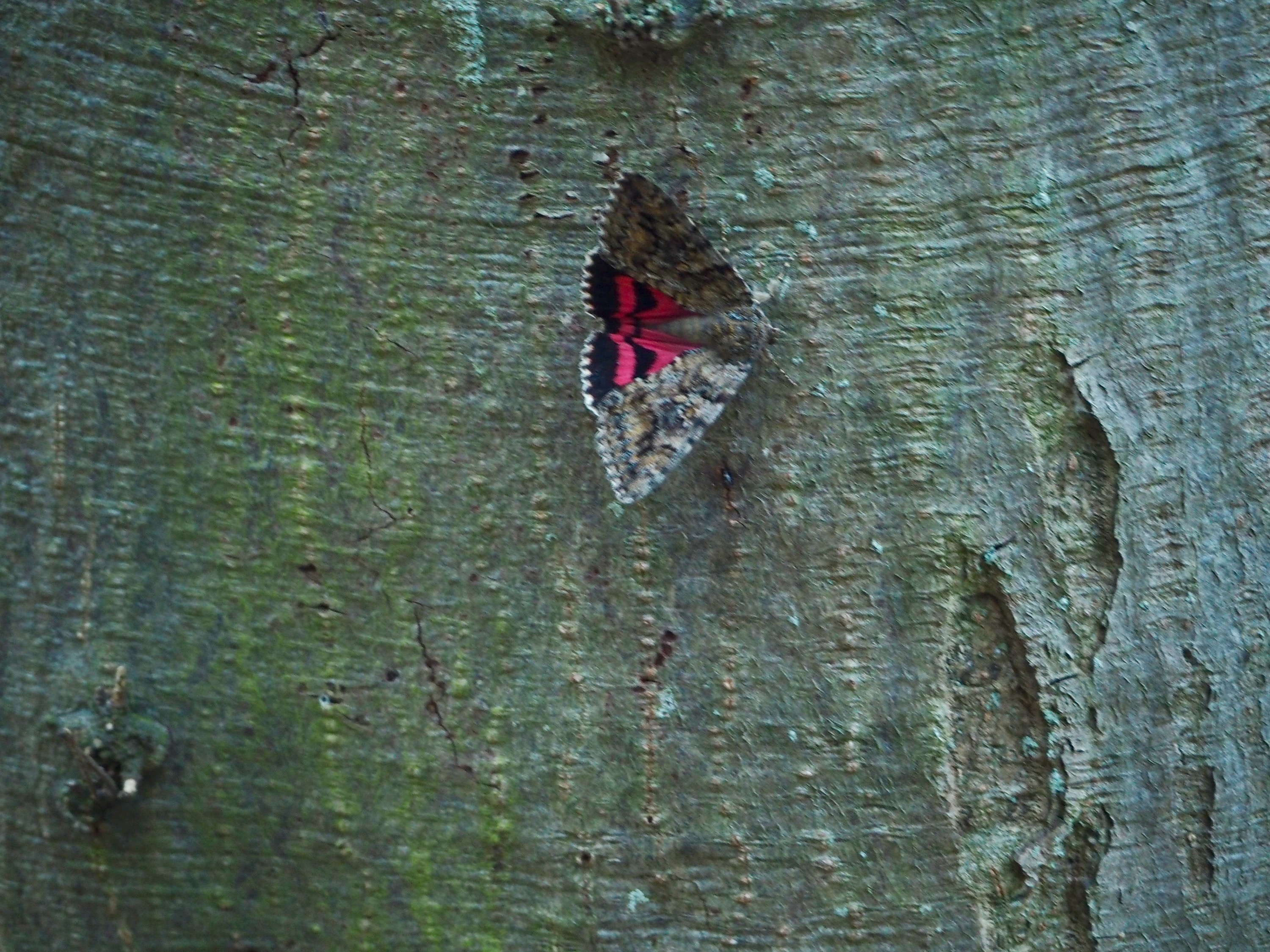 Welke vlinder is dit?