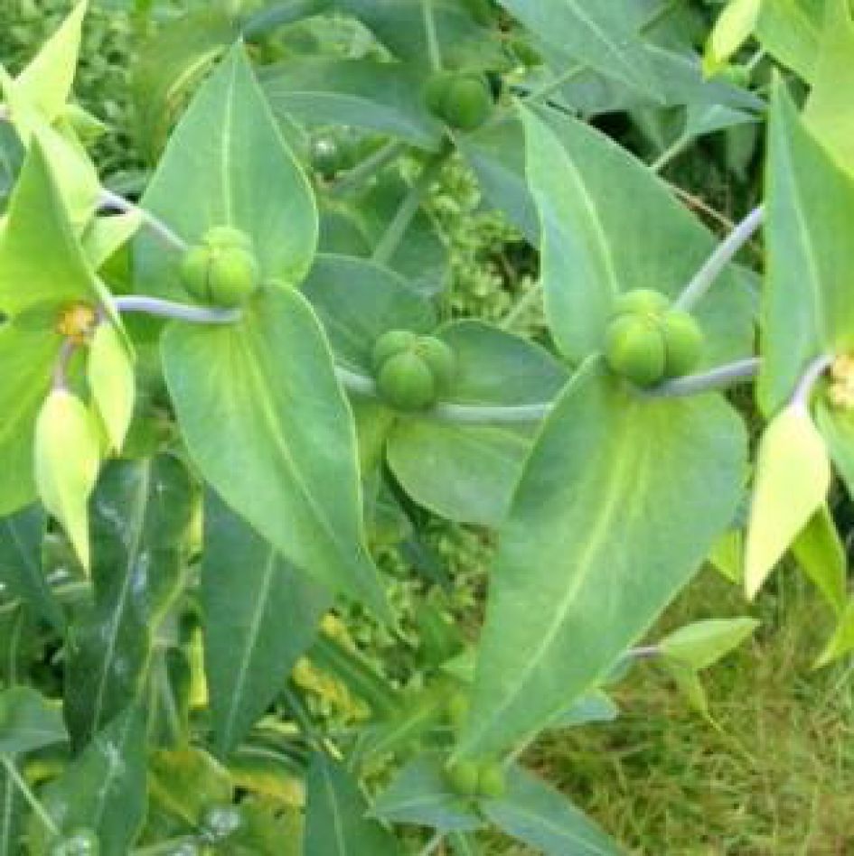 Graag naam van deze plant