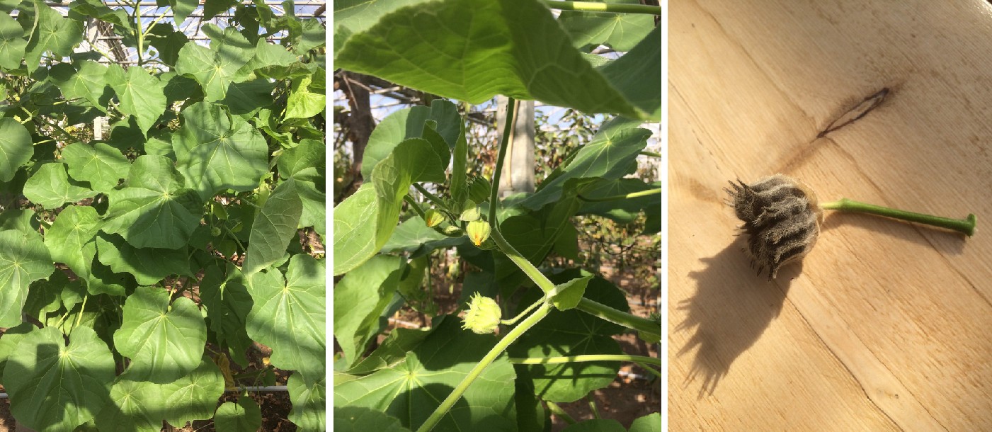 welke plant is er spontaan opgekomen