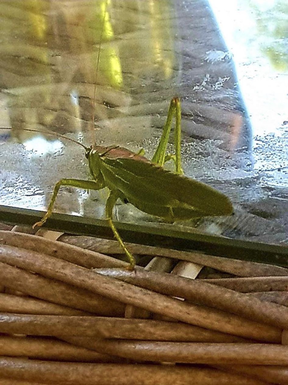 welke sprinkhaan is dit