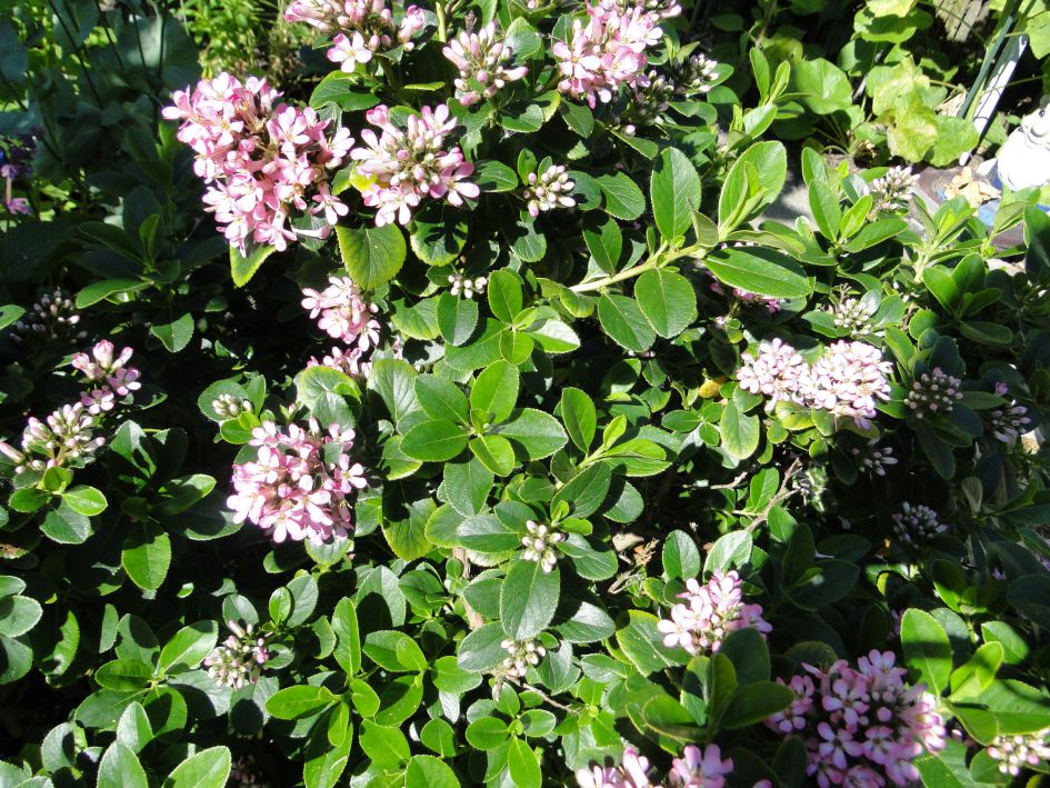 Struikje met rose bloemen