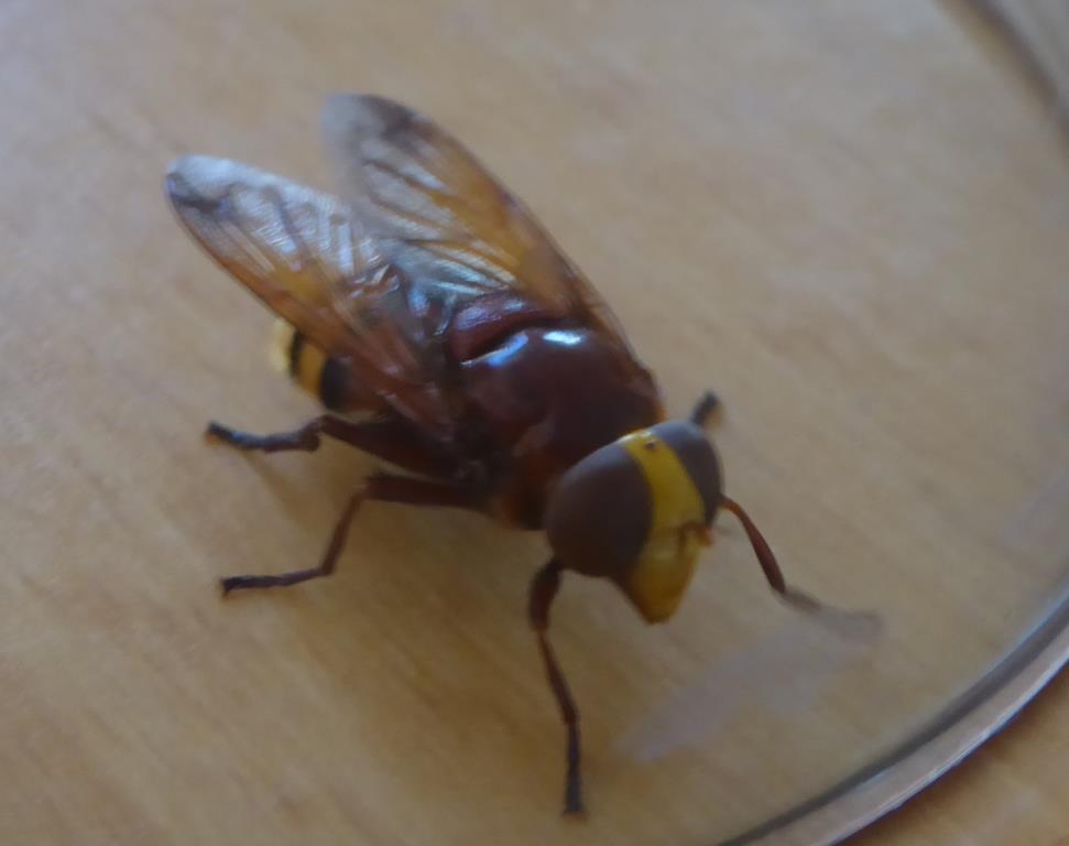 Wat is dit voor een vlieg?