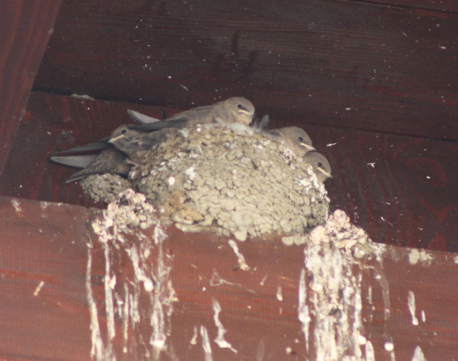 Welke jonge zwaluwen zijn dit?