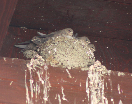 Welke jonge zwaluwen zijn dit?