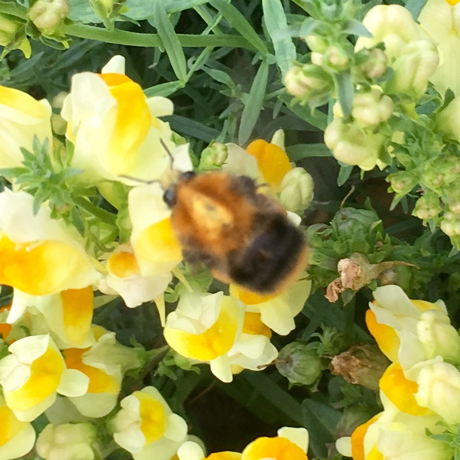 Raadselachtig insect