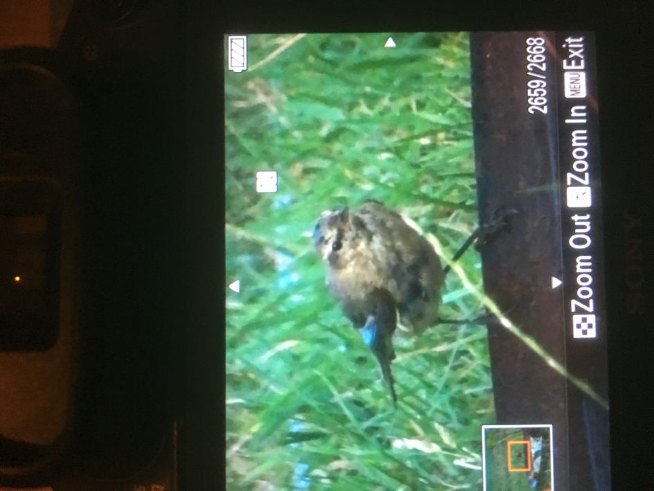 Wat voor vogel is dit?