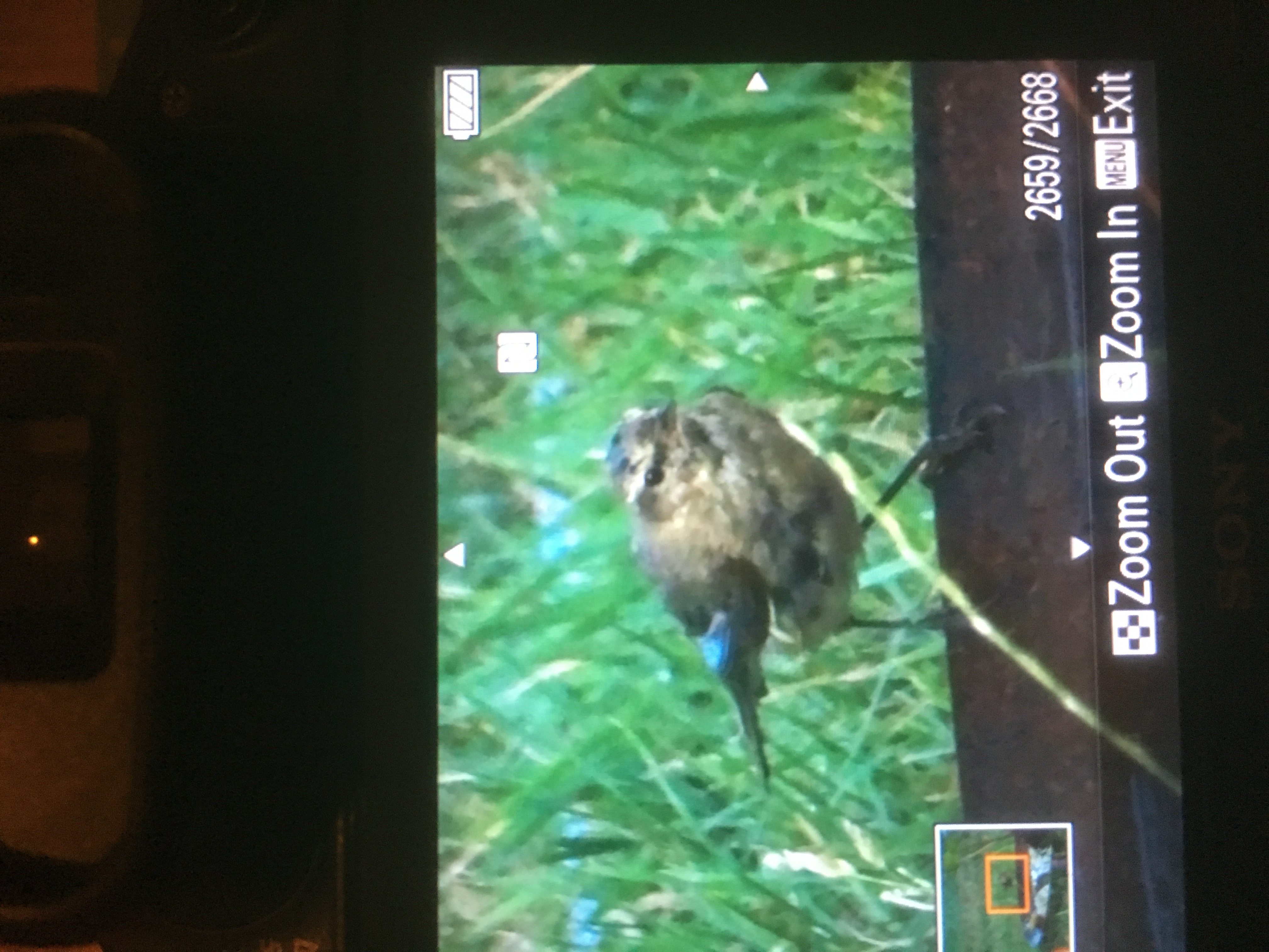 Wat voor vogel is dit?