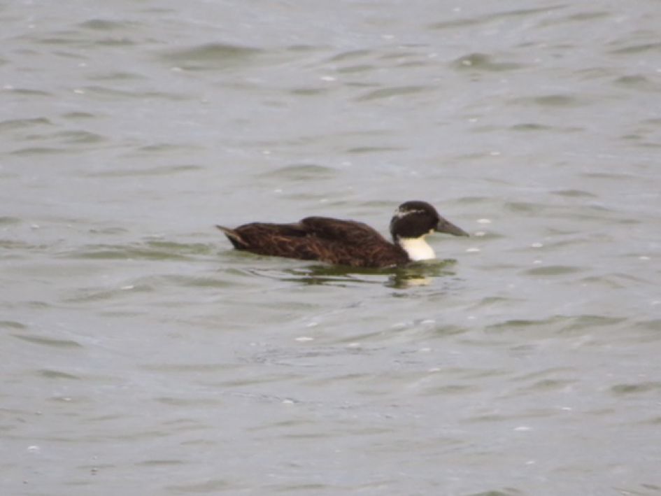 Wat is dit voor vreemde vogel?