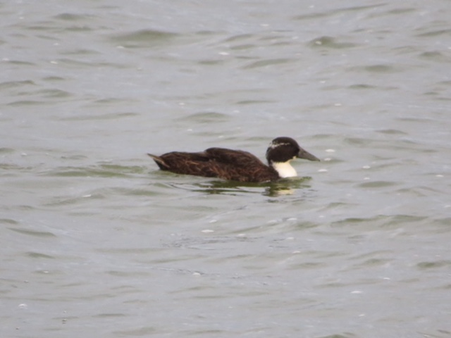 Wat is dit voor vreemde vogel?