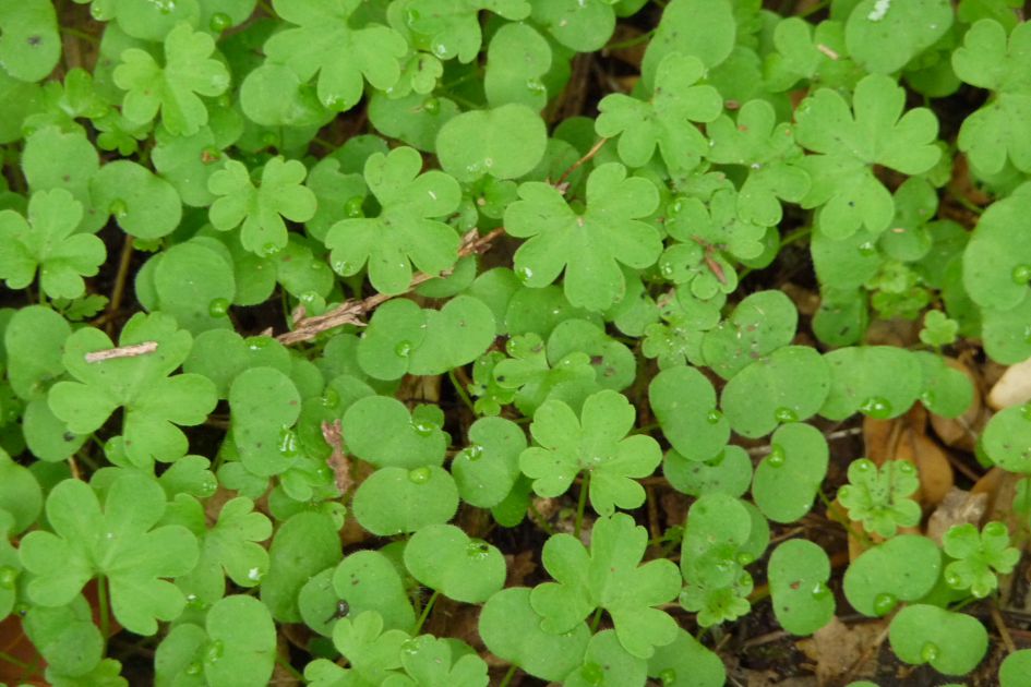 Groen onder de bomen, wat mag dit zijn.