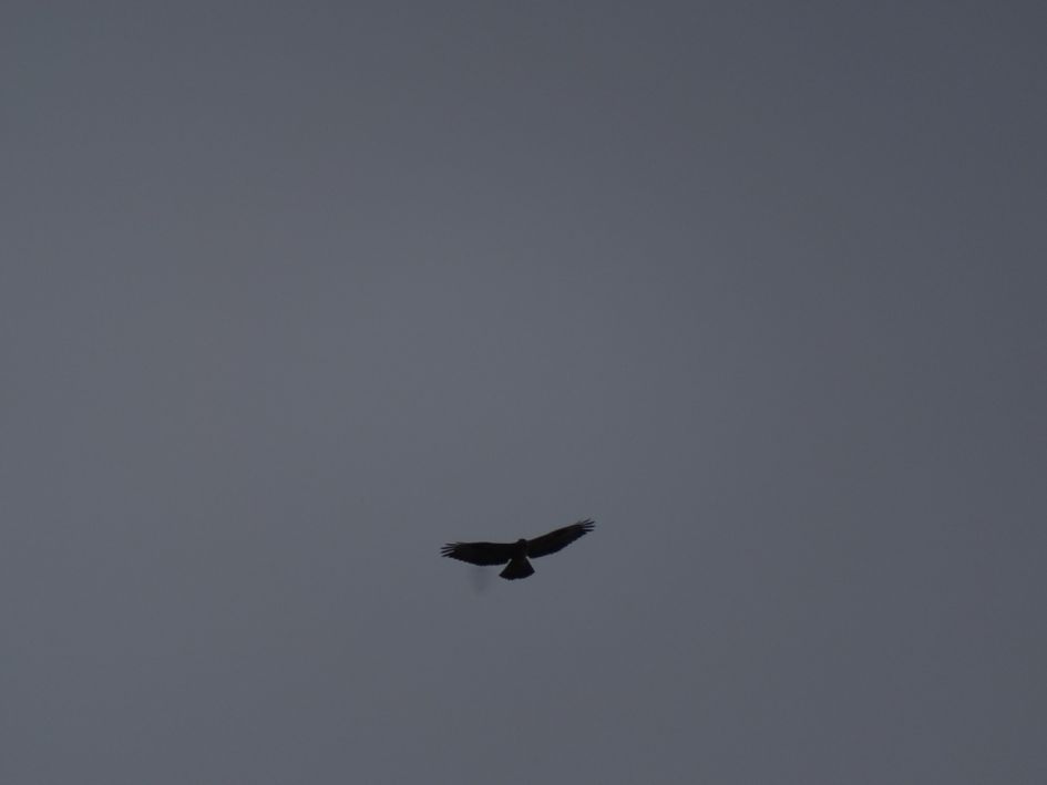 Wat voor vogel is dit?