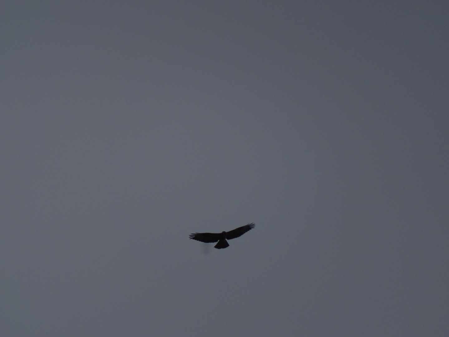 Wat voor vogel is dit?