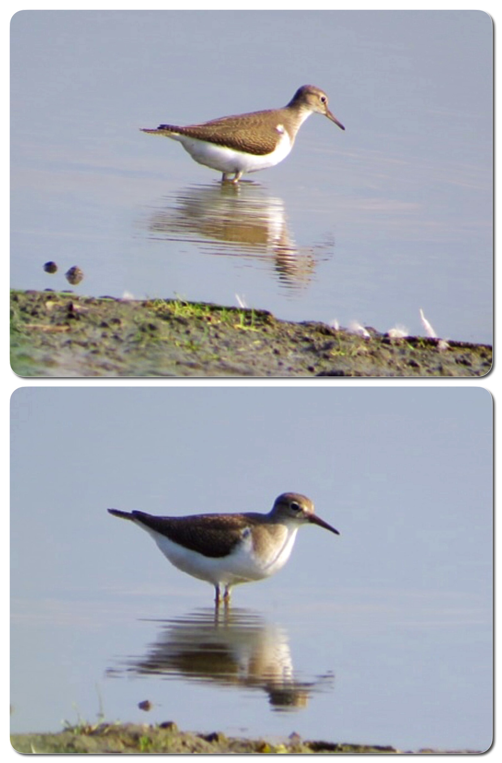 Witgat, oeverloper of ?