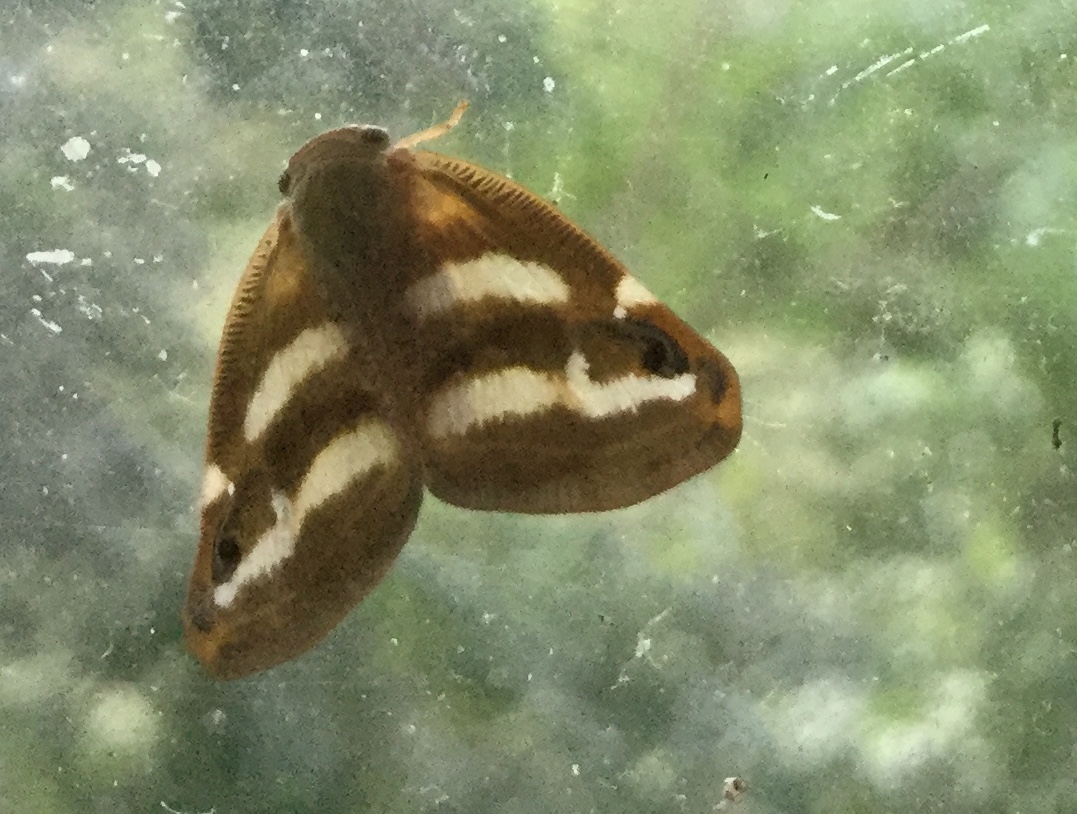 Deze vlindertjes zijn hier een plaag