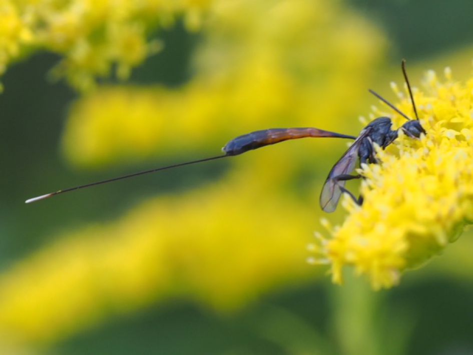 Welk beestje is dit?