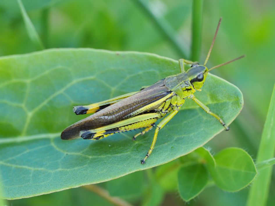 Welke sprinkhaan is dit?