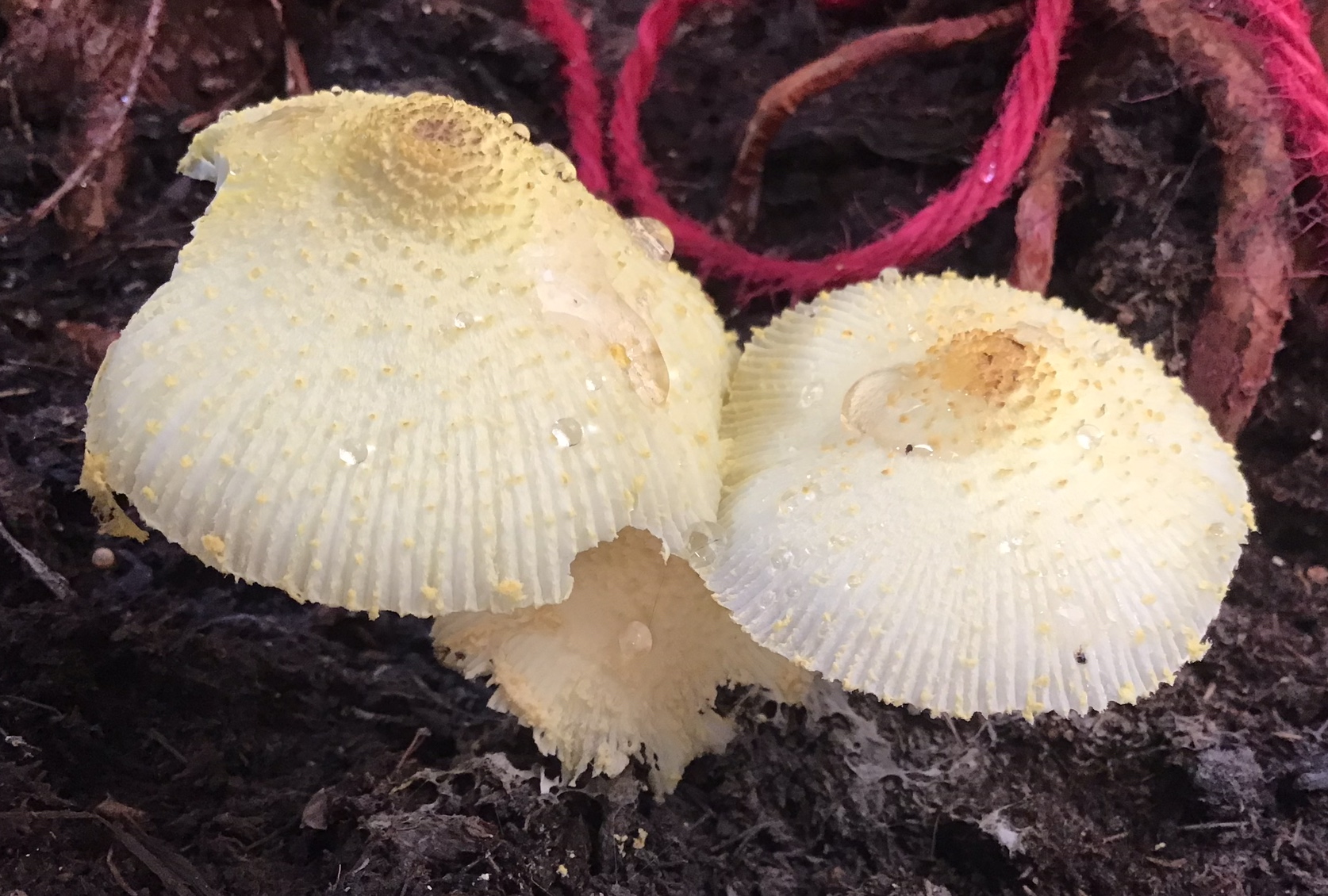 Onbekende paddestoel