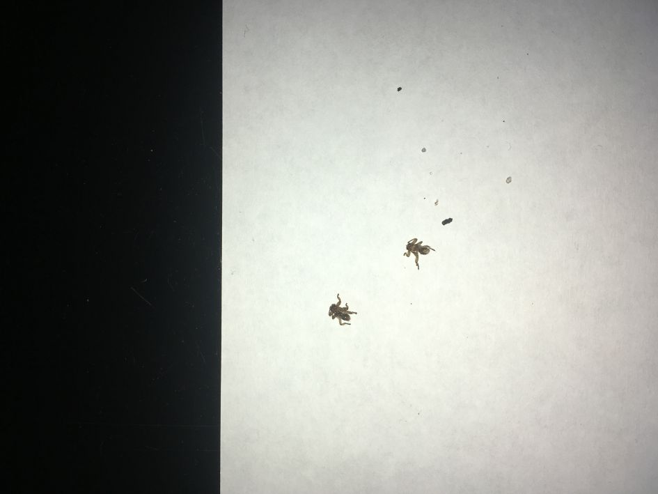 Wat voor insect is dit?