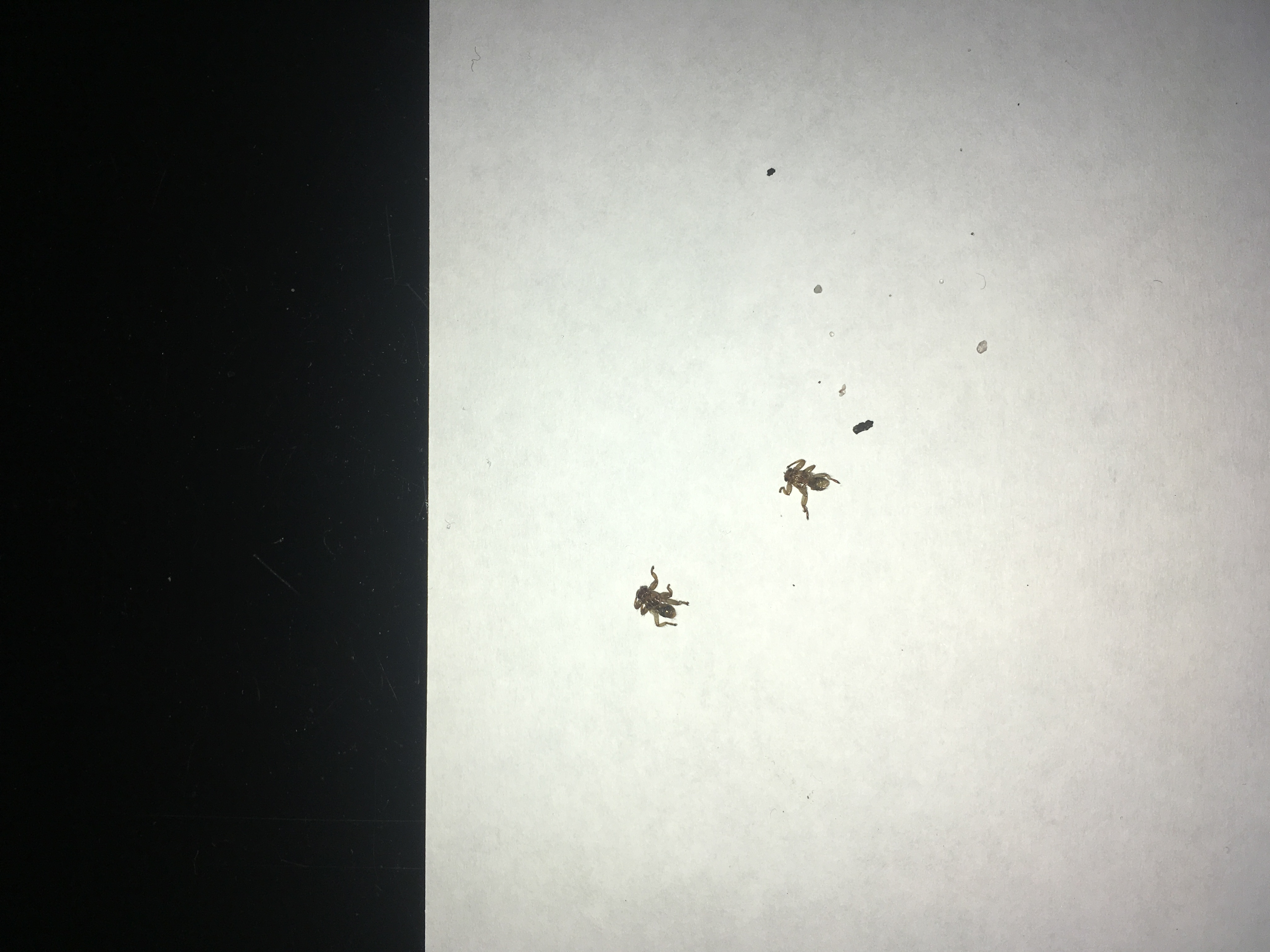 Wat voor insect is dit?