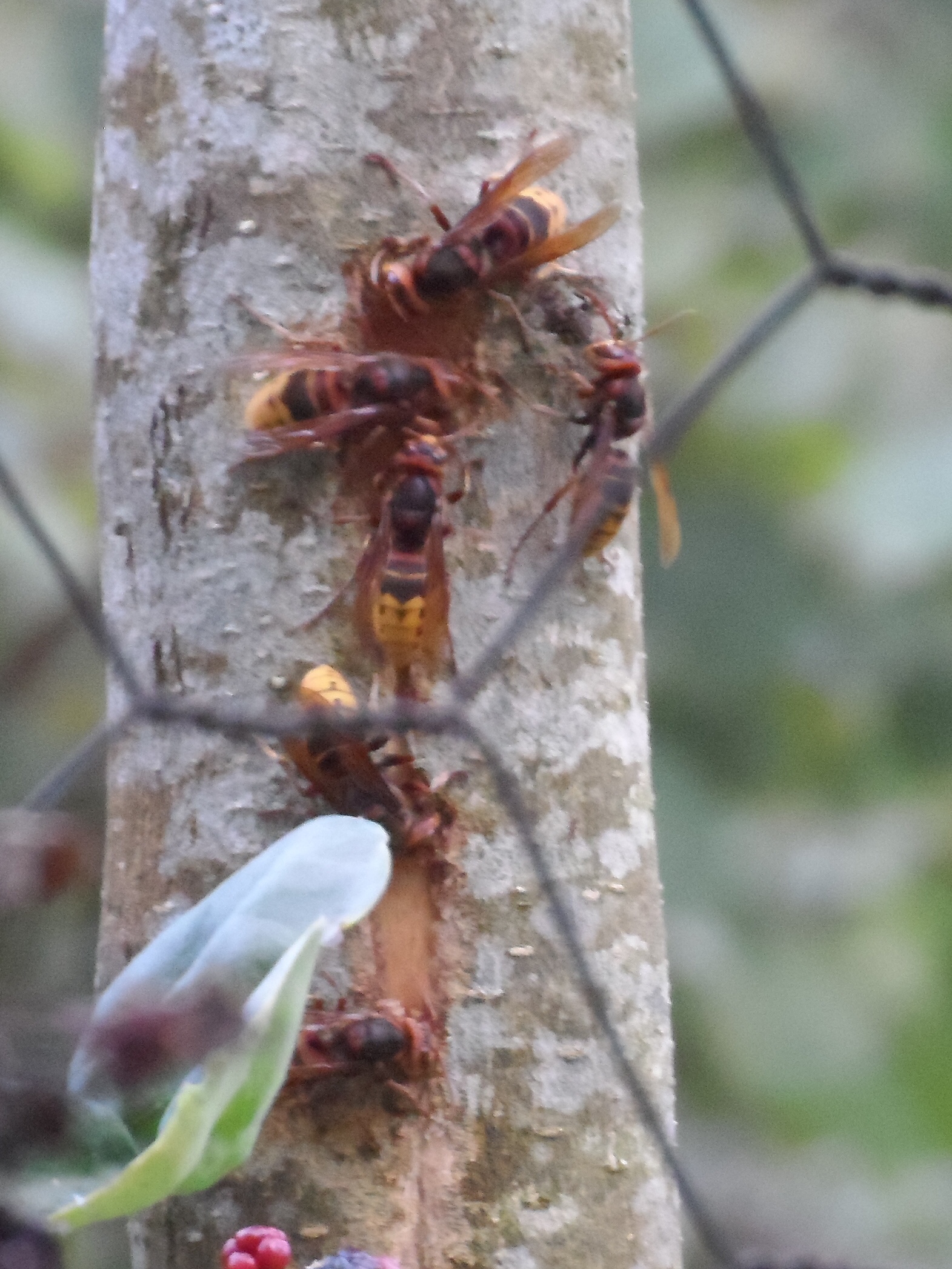 Vreemd gedrag van hoornaars.