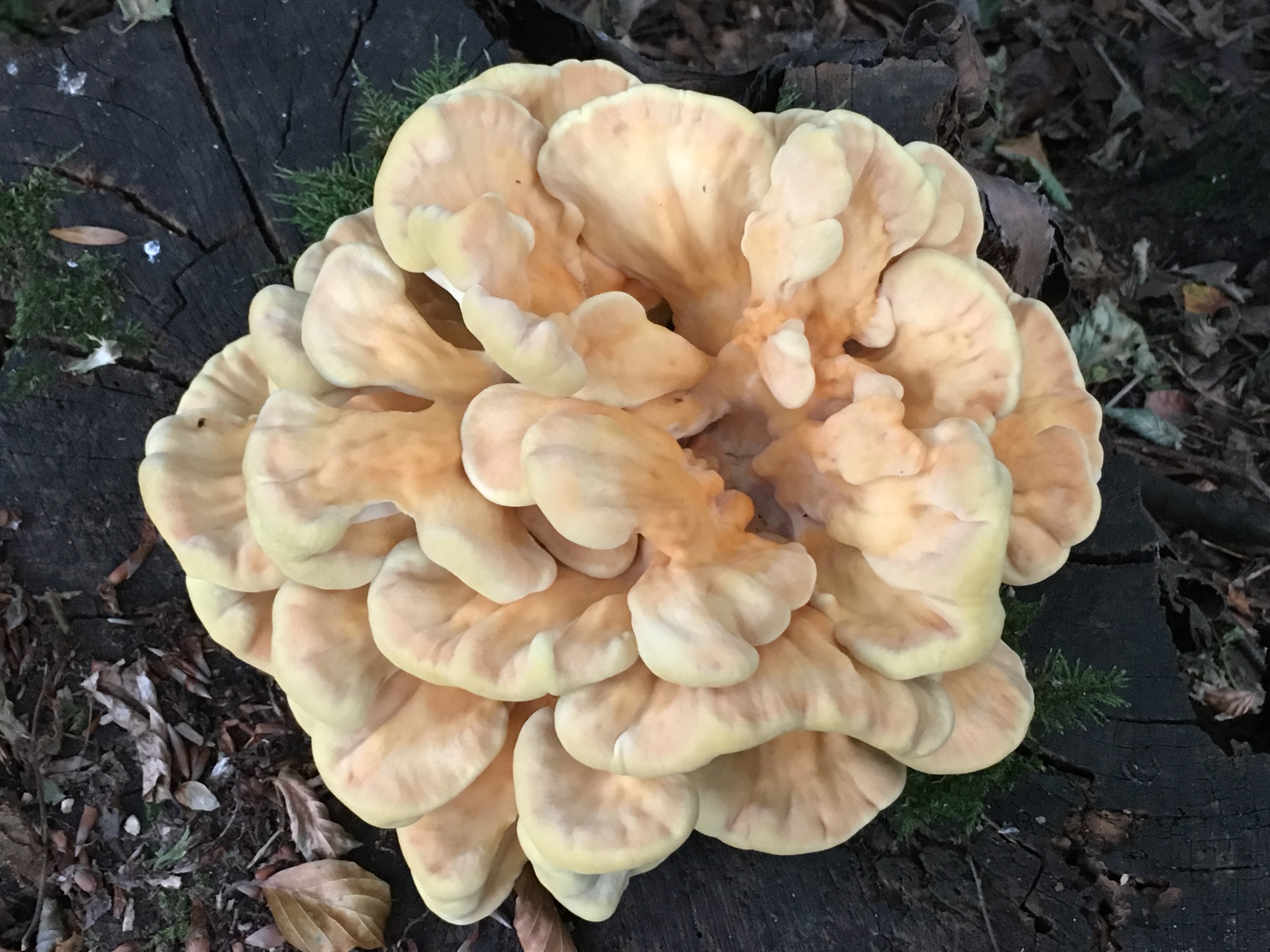 Welke paddestoel is dit