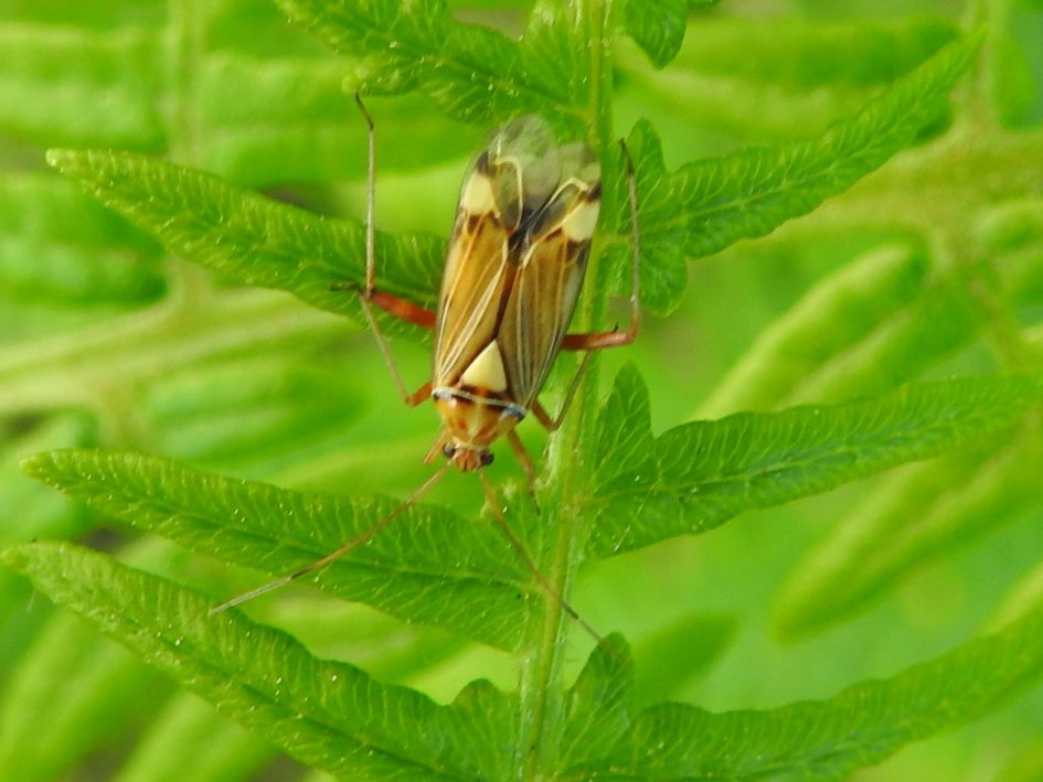 Wie kent deze blindwants?