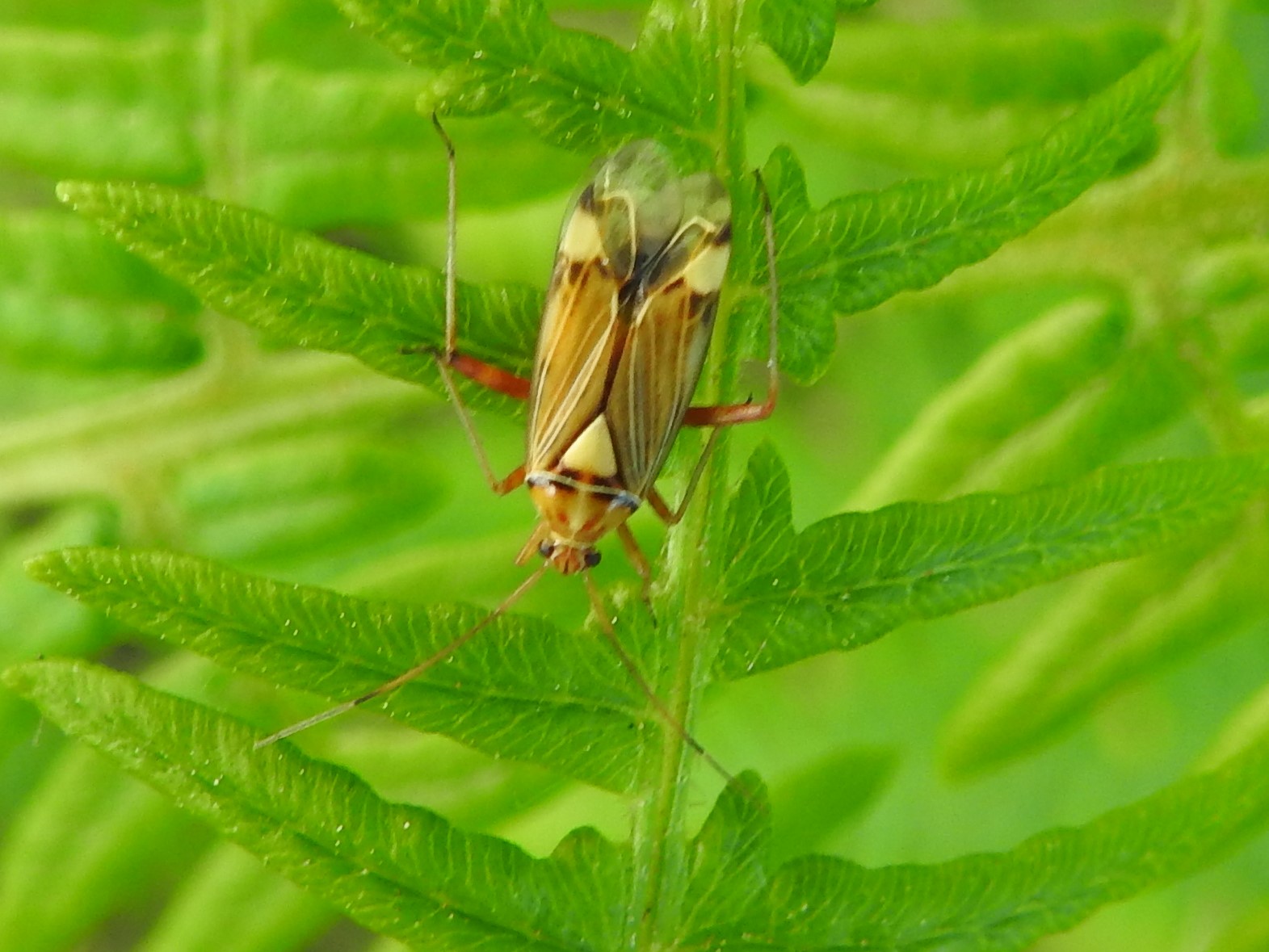 Wie kent deze blindwants?