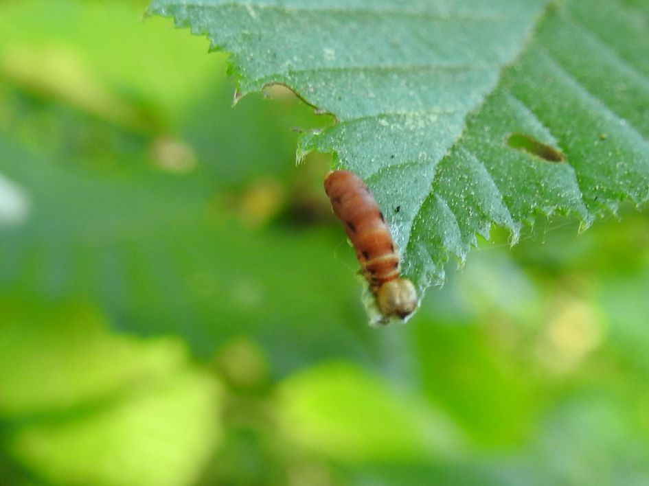 Wie kent dit rupsje?