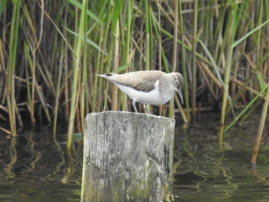 Welke strandloper is dit?