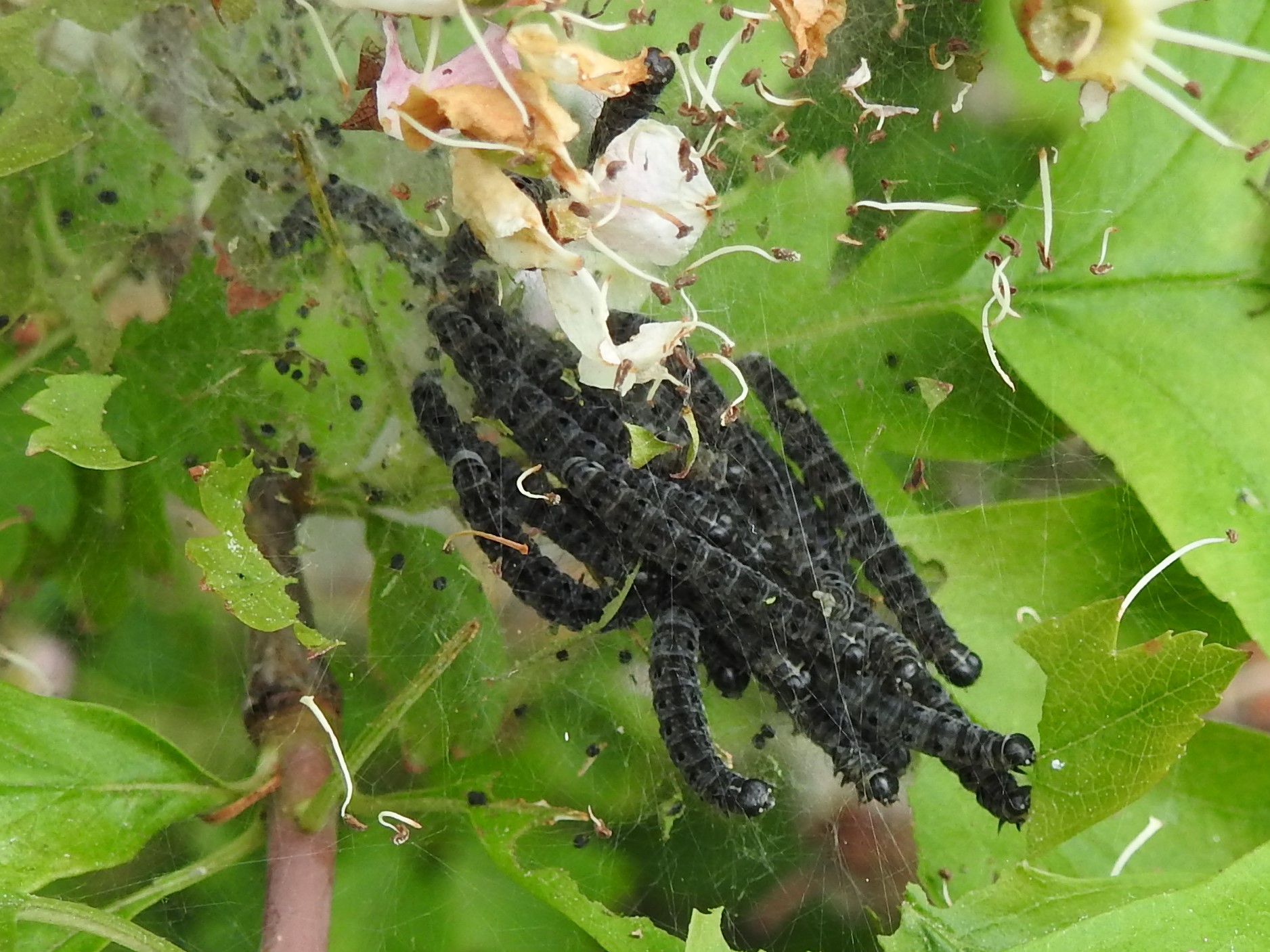 Wie weet welke rupsen dit zijn?