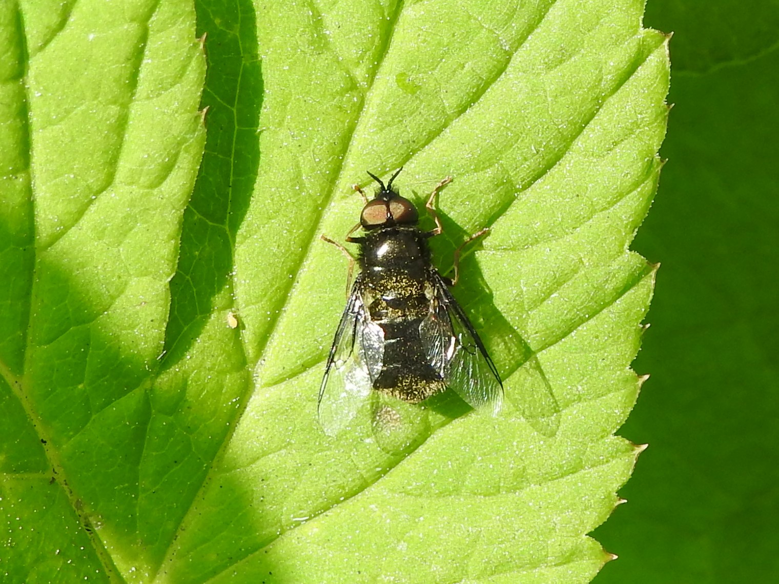 Wat voor een vlieg is dit?