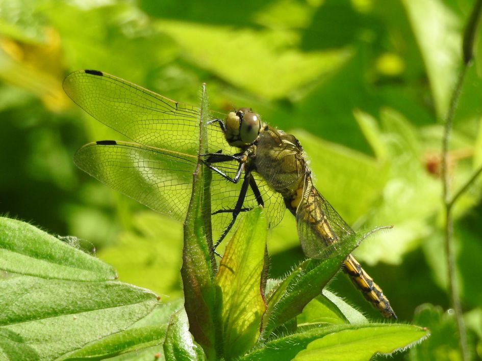 Welke libelle is dit?