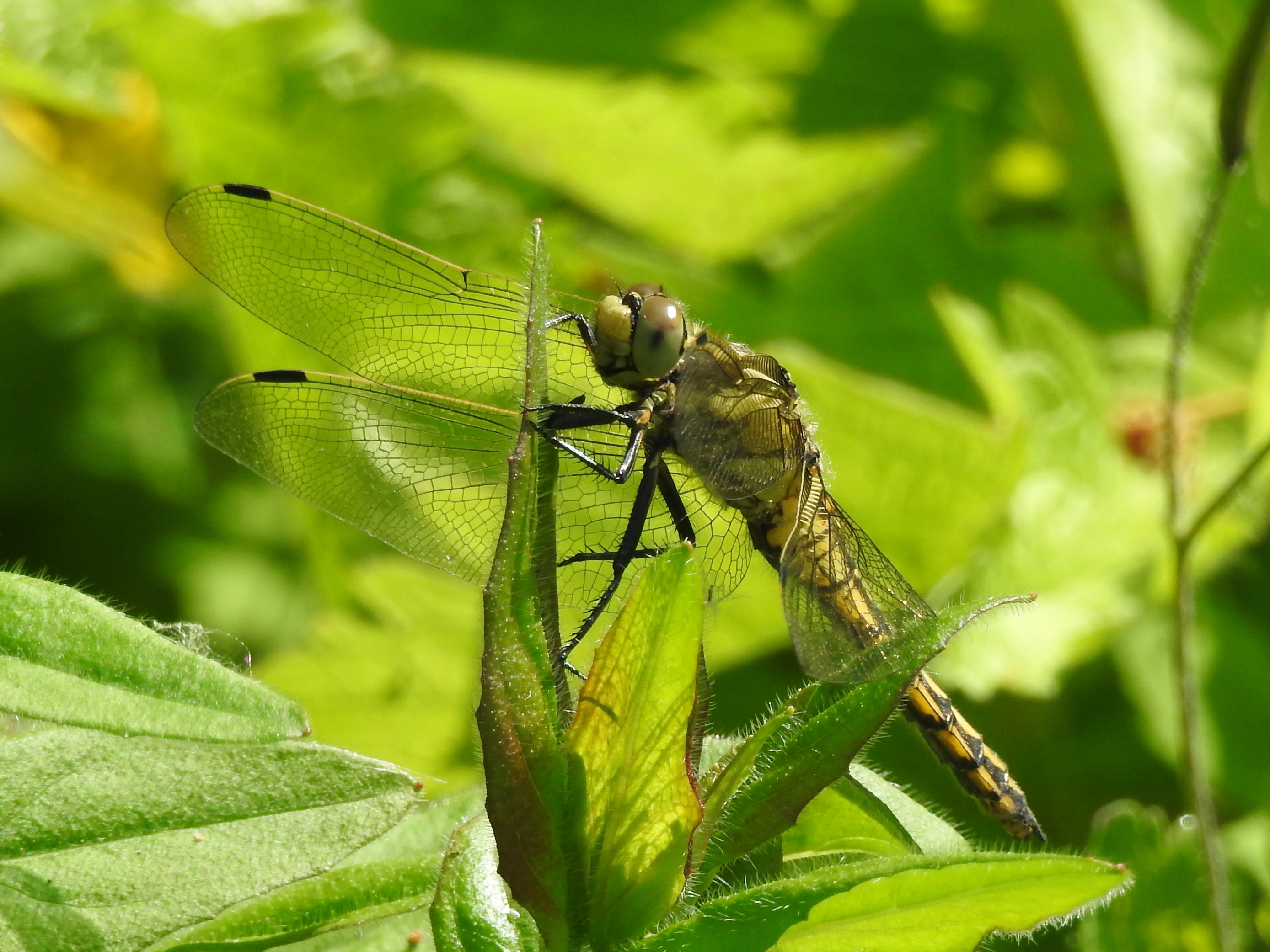 Welke libelle is dit?