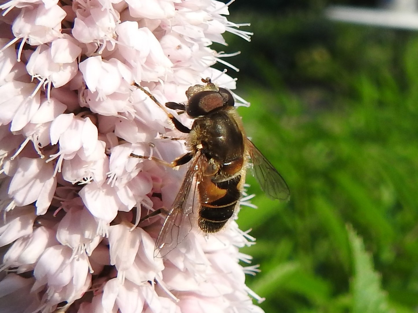 Is dit een blinde bij?