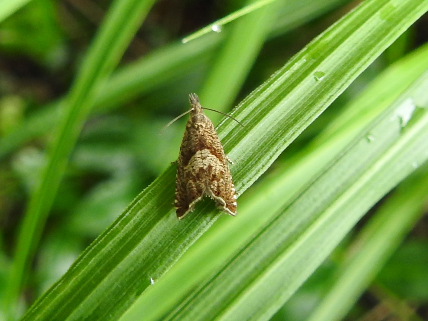 Welke bladroller is dit?