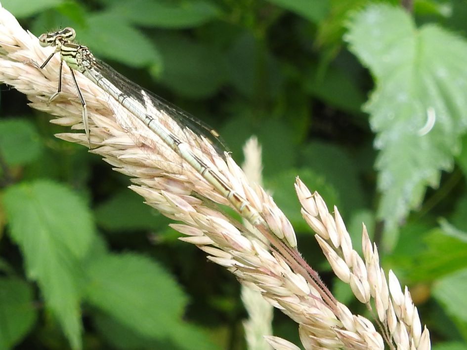 Welke juffer is dit.