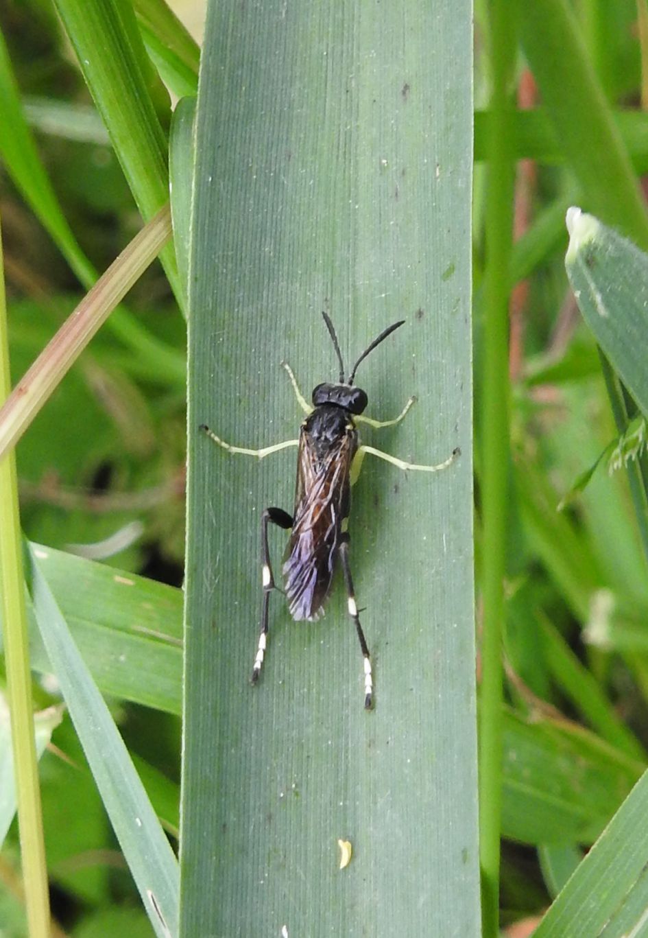 Welke bladwesp is dit?