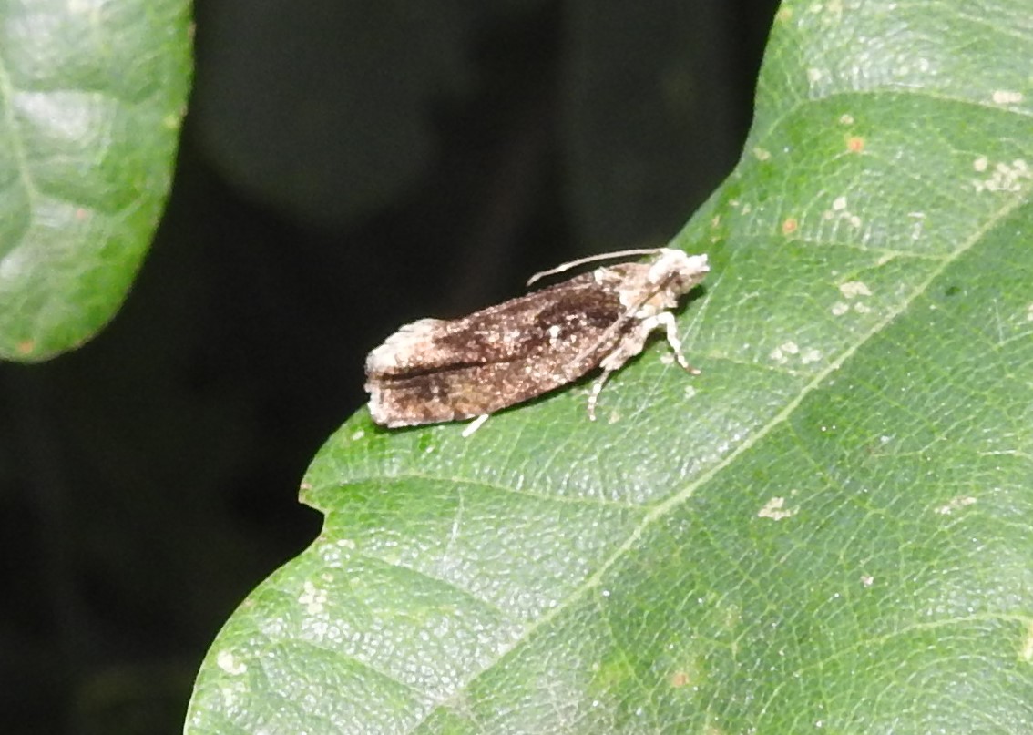 Welke microvlinder is dit?