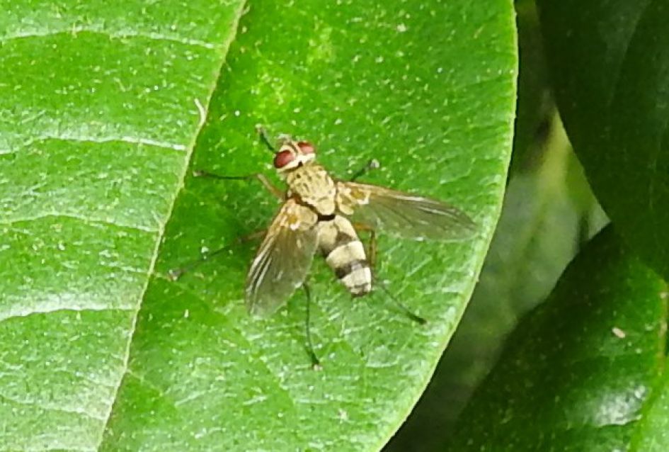 Wie kent deze vlieg.