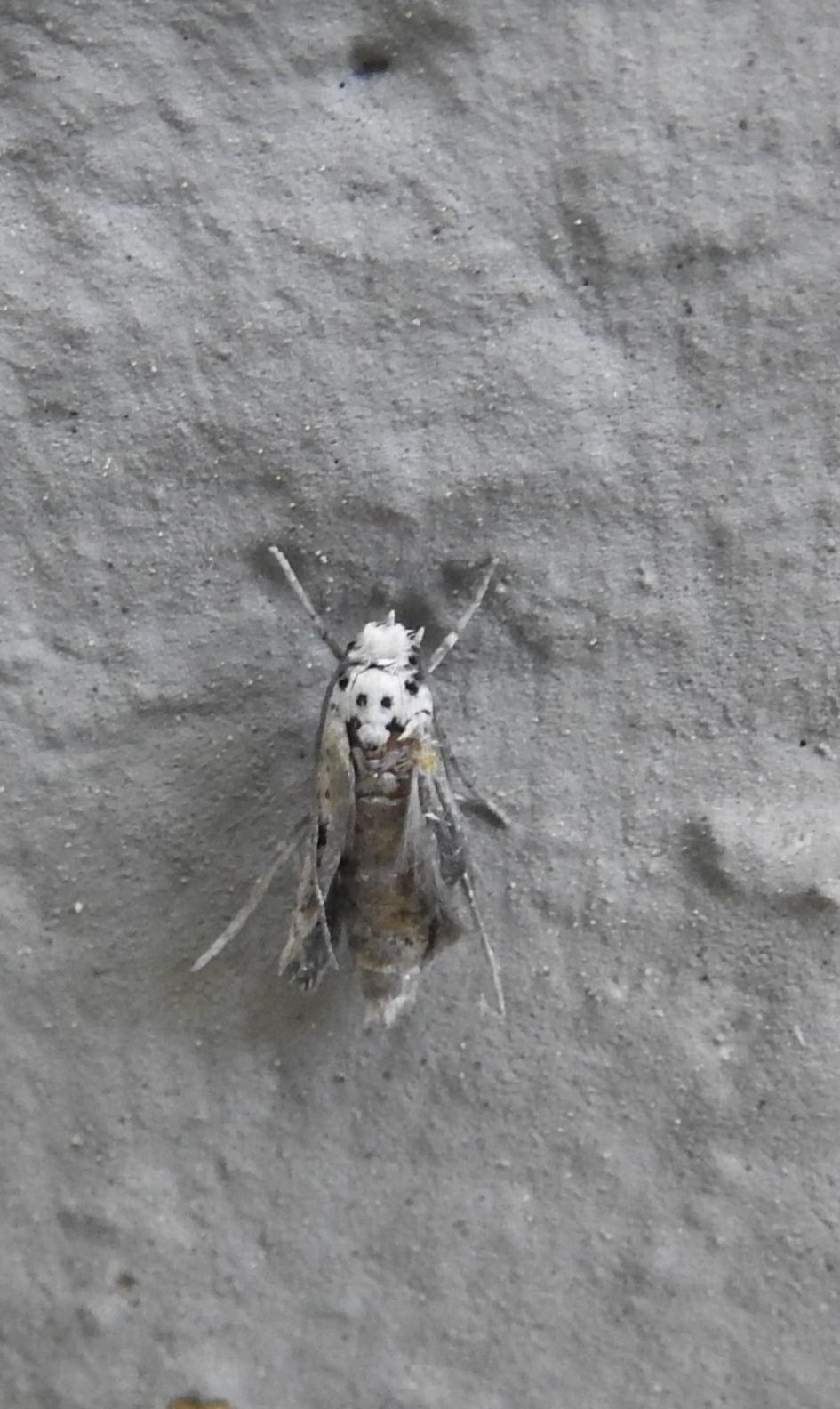 Welke microvlinder is dit?